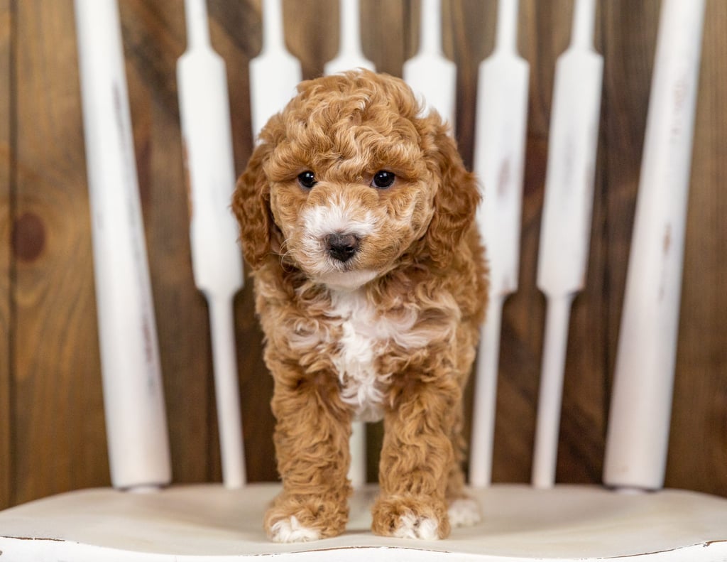 Queenie is a Mini Goldendoodle Puppy Sold As Of 10/07/2020