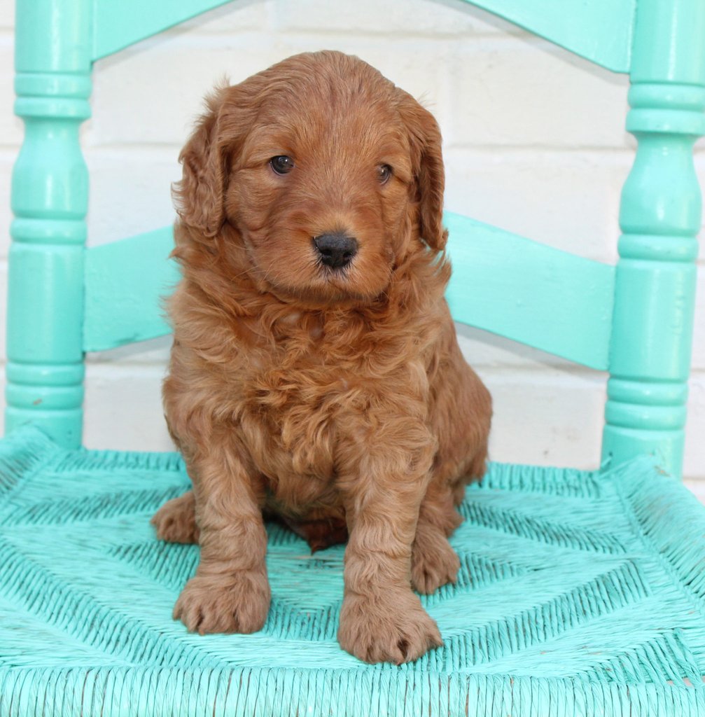 Another great picture of Petey, a Australian Goldendoodles puppy