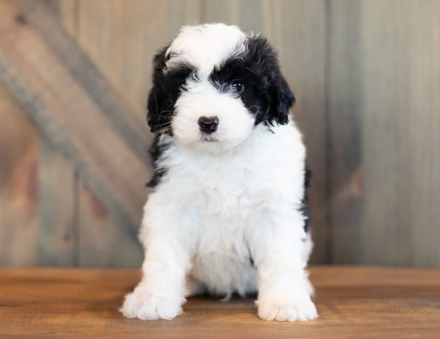 A picture of a Victor, one of our Mini Sheepadoodles puppies that went to their home in Nebraska