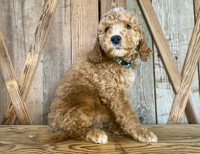 Maizy is an F1BB Goldendoodle for sale in Iowa.