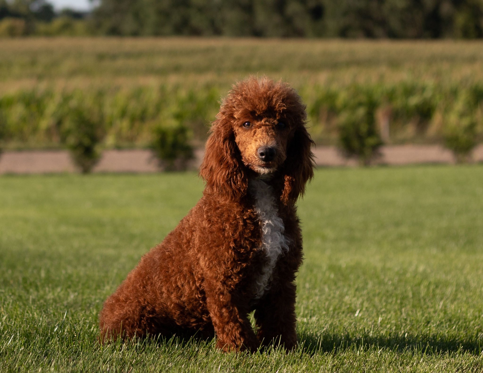 A litter of Mini Irish Doodles raised in Iowa by Poodles 2 Doodles