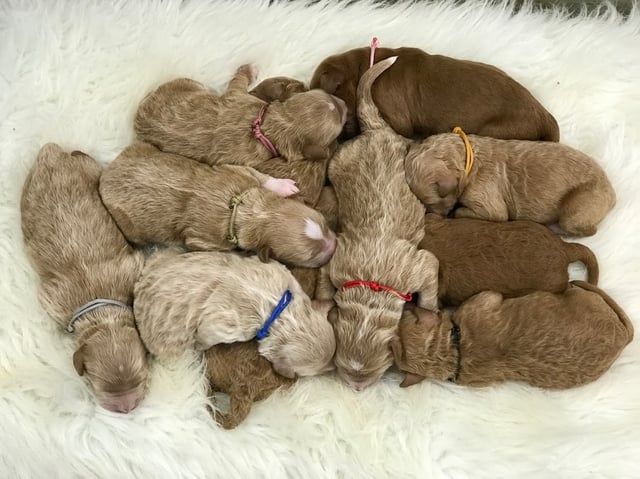 Goldendoodles bred in in Iowa by Poodles 2 Doodles