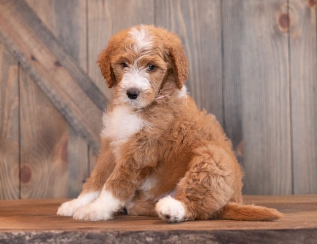 Addie came from Addie and Addie's litter of  s