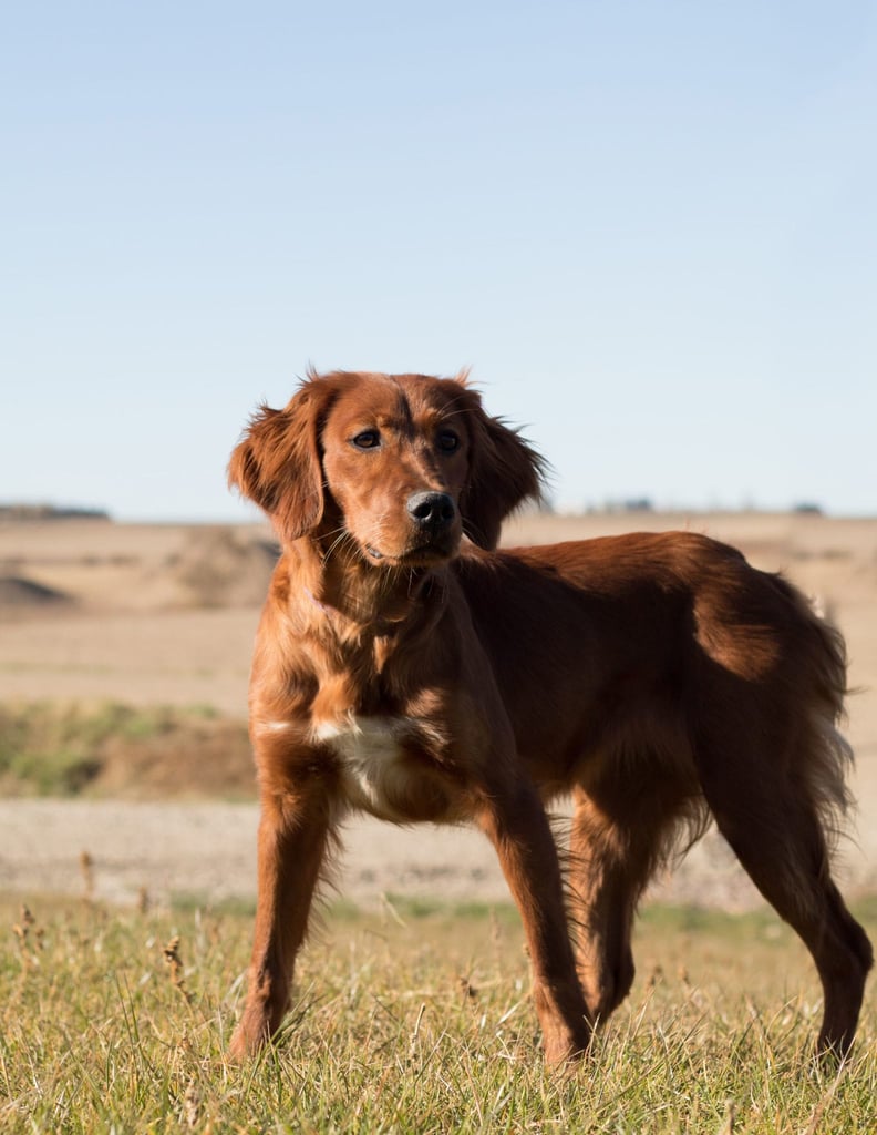 A picture of one of our Irish Setter mother's, Ginger.
