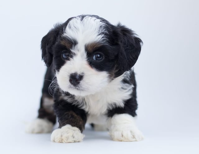 Another great picture of Brita, a Bernedoodles puppy
