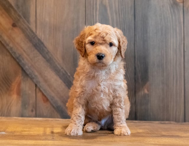 A picture of a Hutch, one of our Mini Goldendoodles puppies that went to their home in Florida