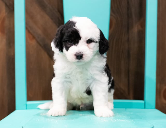 Ethan is an F1 Sheepadoodle for sale in Iowa.