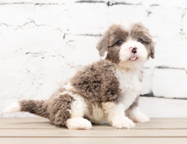 Zani is an F1 Bernedoodle for sale in Iowa.