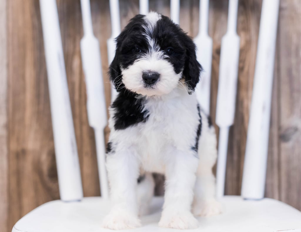 A picture of a Elli, one of our Standard Sheepadoodles puppies that went to their home in New Hampshire