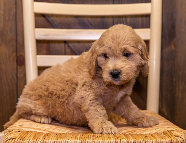 A picture of a David, one of our Mini Goldendoodles puppies that went to their home in Washington