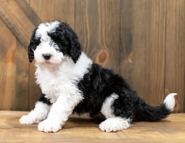 A picture of a Olek, one of our Mini Sheepadoodles puppies that went to their home in New York