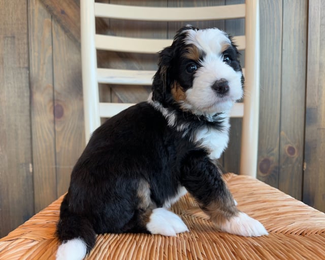 Jacklyn is an F1 Bernedoodle that should have  and is currently living in Iowa