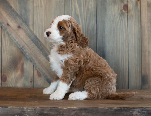 Dia is an F1BB Goldendoodle that should have  and is currently living in Iowa