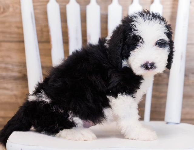 Yackie came from Yackie and Merlin's litter of F1 Sheepadoodles