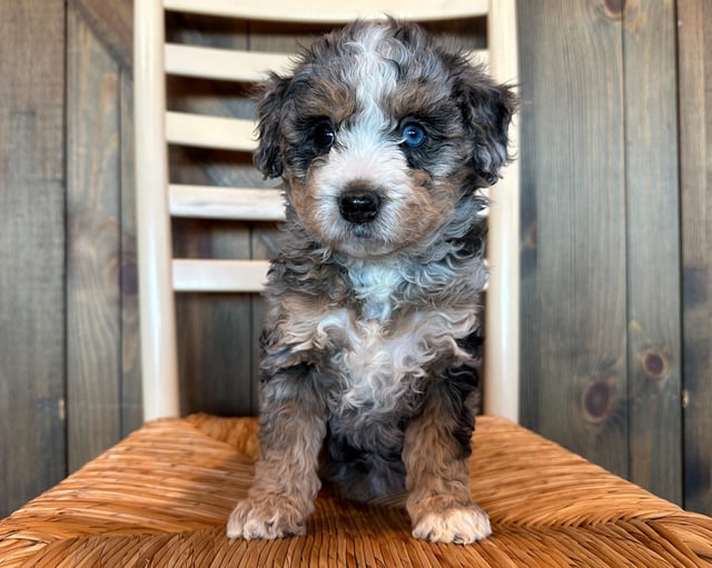 A picture of a Dana, one of our Petite Bernedoodles puppies that went to their home in Arizona 