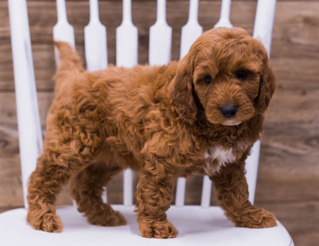 A picture of a Ugo, one of our Mini Irish Doodles puppies that went to their home in Minnesota