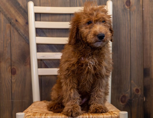 Herby came from Aspen and Reggie's litter of F1 Goldendoodles