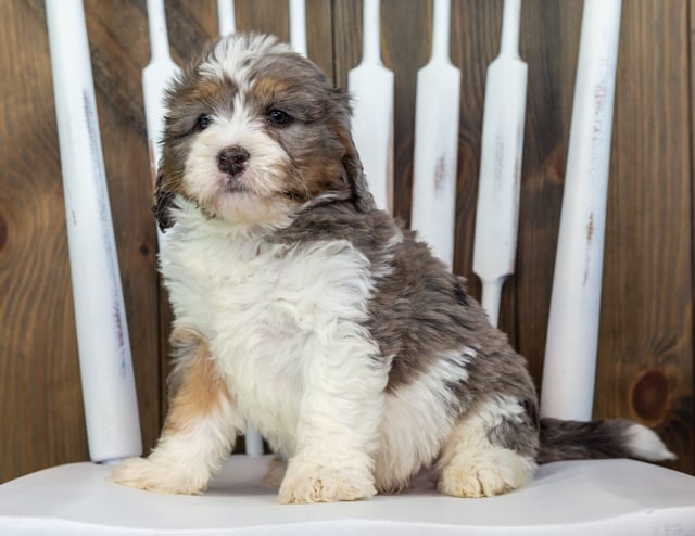 A picture of a Vodka, one of our Mini Bernedoodles puppies that went to their home in Indiana