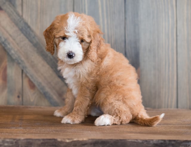 Betsi came from Betsi and Scout's litter of F1B Goldendoodles