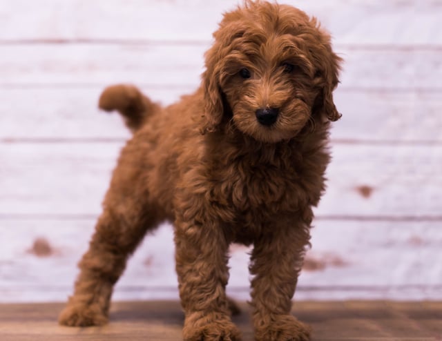 Gunner came from Berkeley and Reggie's litter of F1B Goldendoodles