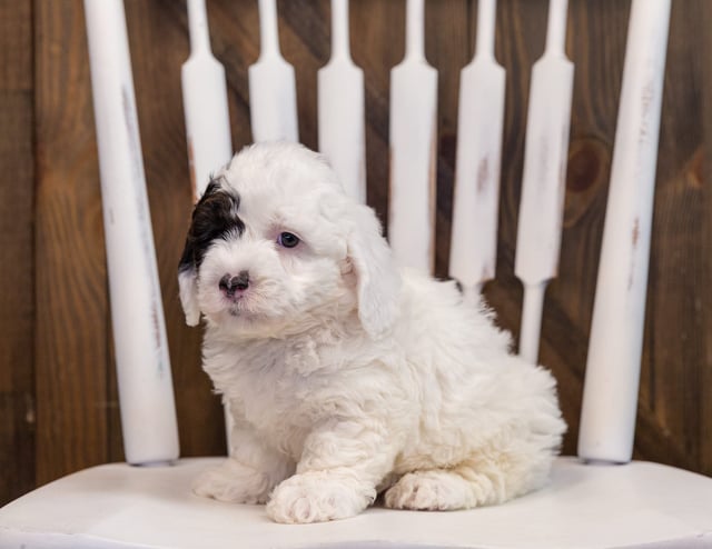 Addie is an F1 Sheepadoodle that should have  and is currently living in Mexico 