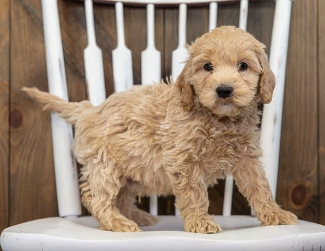 Brownie came from KC and Rugar's litter of F1 Goldendoodles