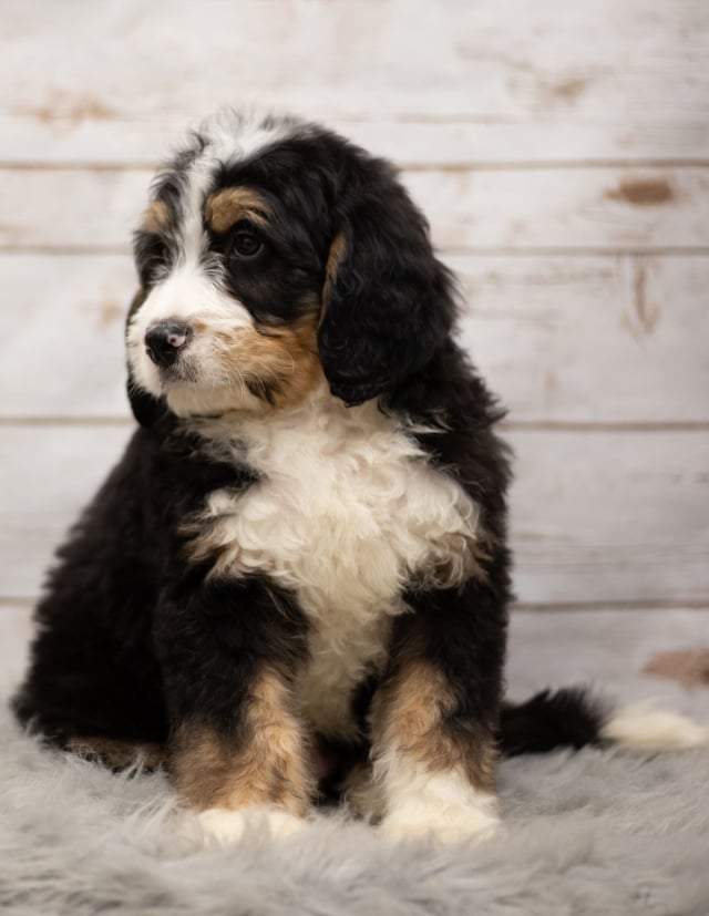 Another great picture of Ink, a Bernedoodles puppy