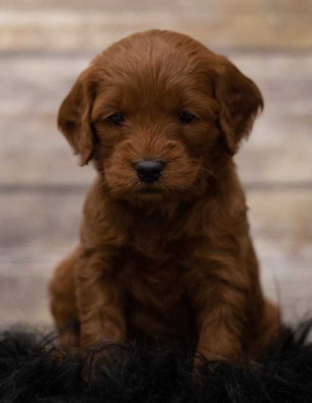 A picture of a Hana, one of our Mini Goldendoodles for sale