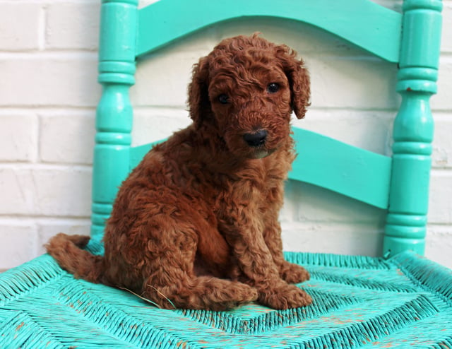 Manny came from Hadley and Scout's litter of F1BB Irish Doodles