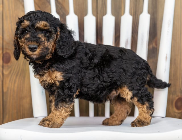 Tiny is an F1BB Bernedoodle that should have  and is currently living in South Dakota