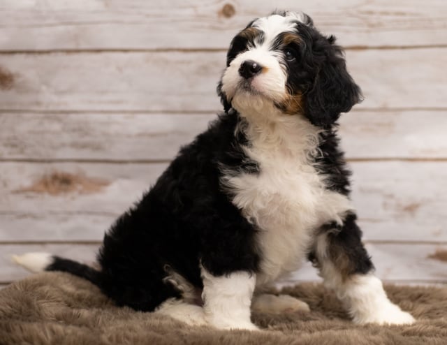 Another great picture of Ibsy, a Bernedoodles puppy
