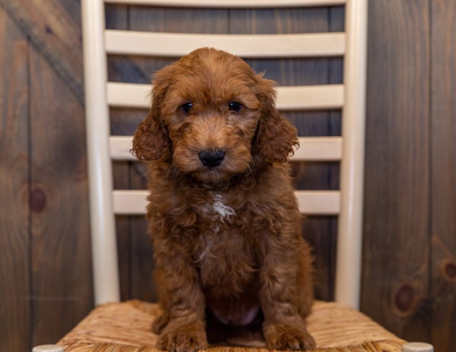 Howard is an F1 Goldendoodle that should have  and is currently living in Nebraska
