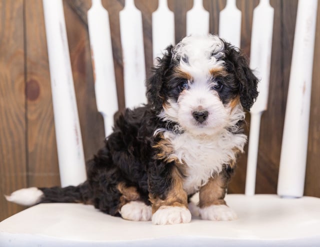 A picture of a Quinnie, one of our  Bernedoodles puppies that went to their home in Missouri 