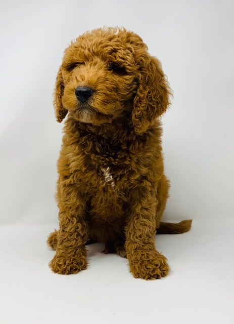 A picture of a Ezra, one of our Mini Goldendoodles puppies that went to their home in Iowa