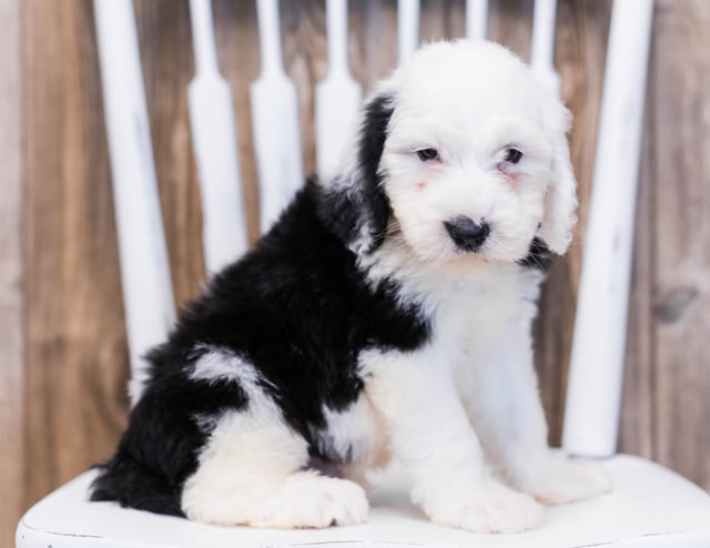 A picture of a Eko, one of our Standard Sheepadoodles puppies that went to their home in New Jersey
