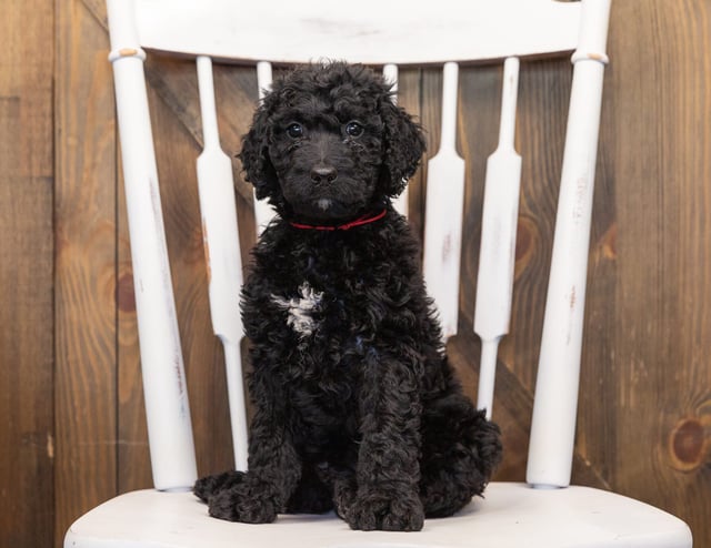 Osita came from Maci and Merlin's litter of F1B Goldendoodles