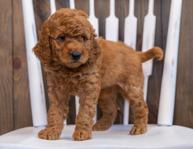 Darcy is an F2B Goldendoodle that should have  and is currently living in Colorado 