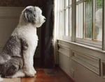 An F1 Standard Sheepadoodle looking out of a window