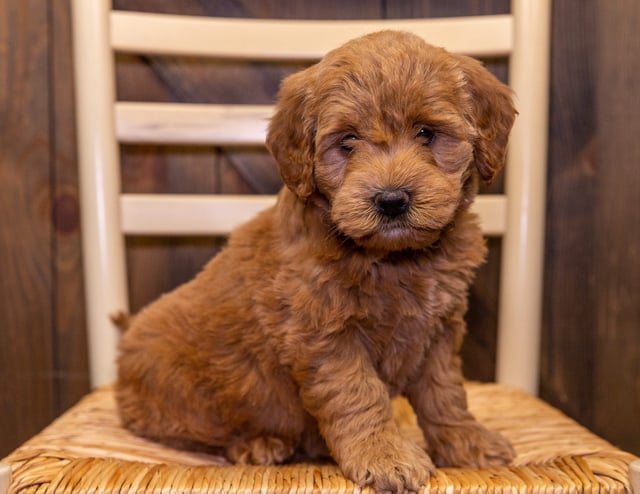 A picture of a Dolly, one of our Mini Goldendoodles puppies that went to their home in Minnesota