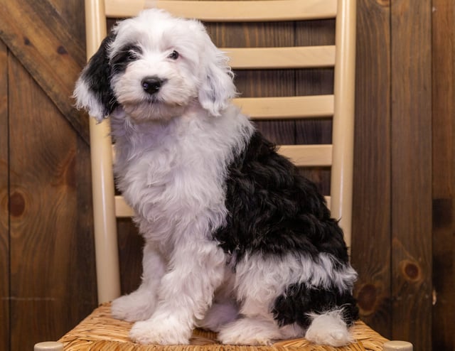 Rebecca is an F1 Sheepadoodle that should have  and is currently living in Iowa