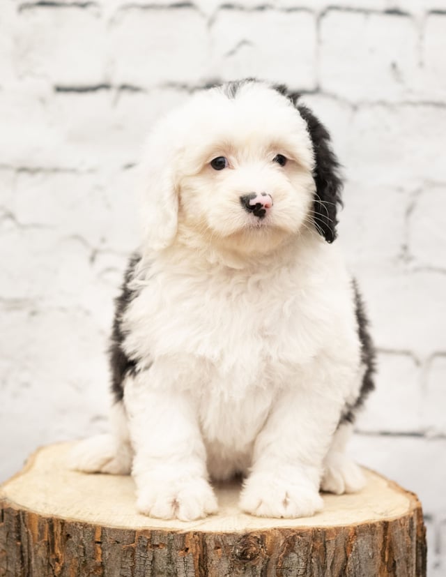 A picture of a Tasa, a gorgeous Mini Sheepadoodles for sale