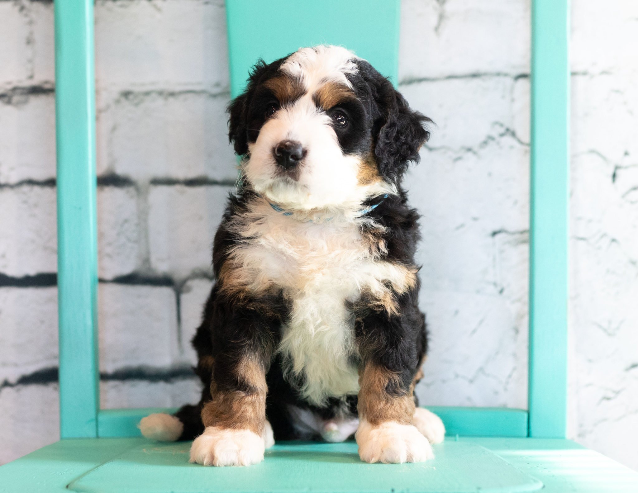 A litter of Mini Bernedoodles raised in Iowa by Poodles 2 Doodles