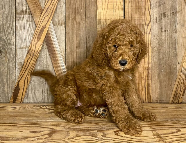 A picture of a Jasper, one of our Mini Goldendoodles puppies that went to their home in Iowa