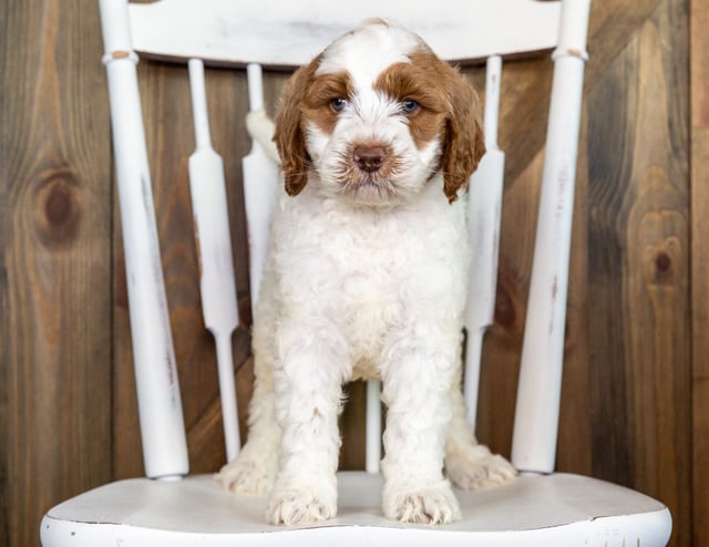 A picture of a Oski, one of our Mini Goldendoodles puppies that went to their home in Texas