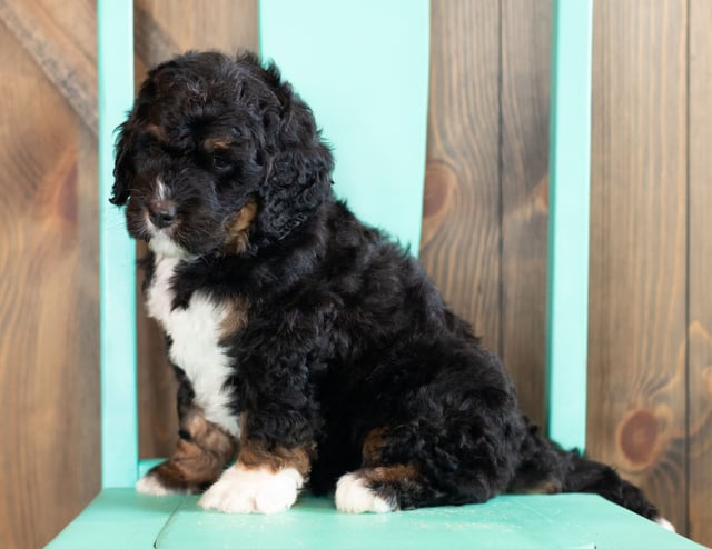 This litter of Bernedoodles are of the F1 generation.