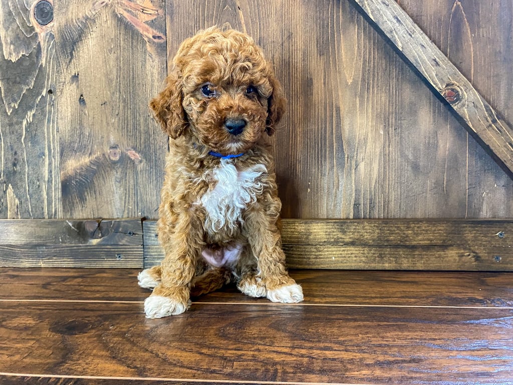 Parker is an F1BB Goldendoodle that should have  and is currently living in Missouri