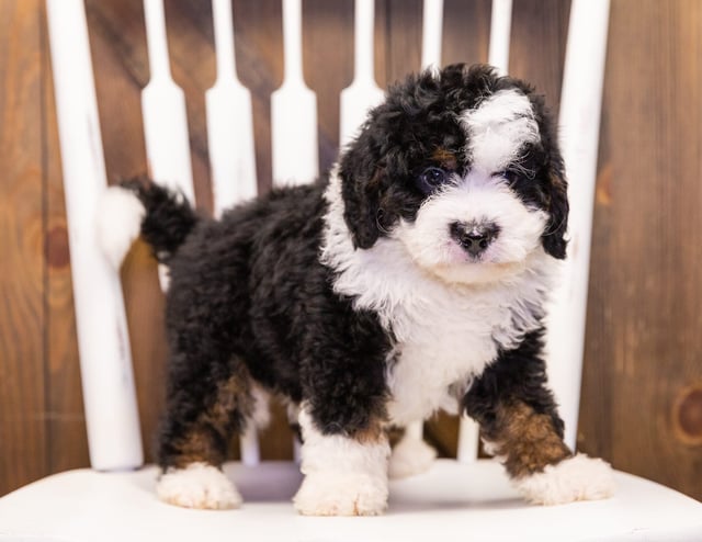 A picture of a Ivan, one of our Mini Bernedoodles puppies that went to their home in Minnesota