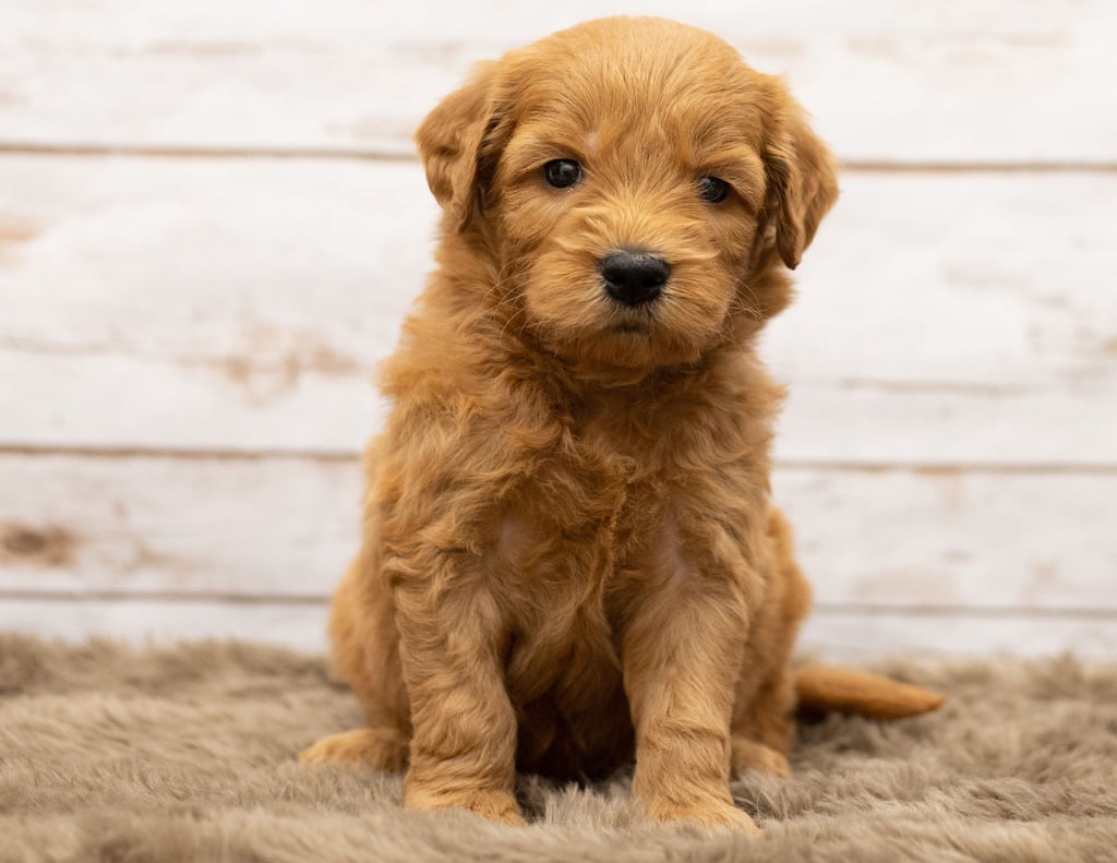 Want to learn more about Goldendoodles? Check out our blog post titled "The New Dog Breed Everyone Seems to Want"