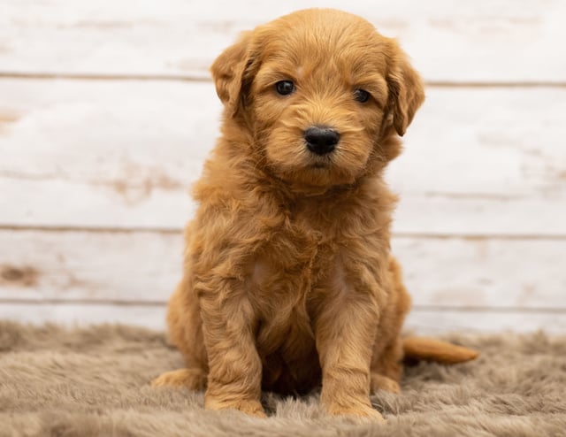 Learn more about Goldendoodles on our blog