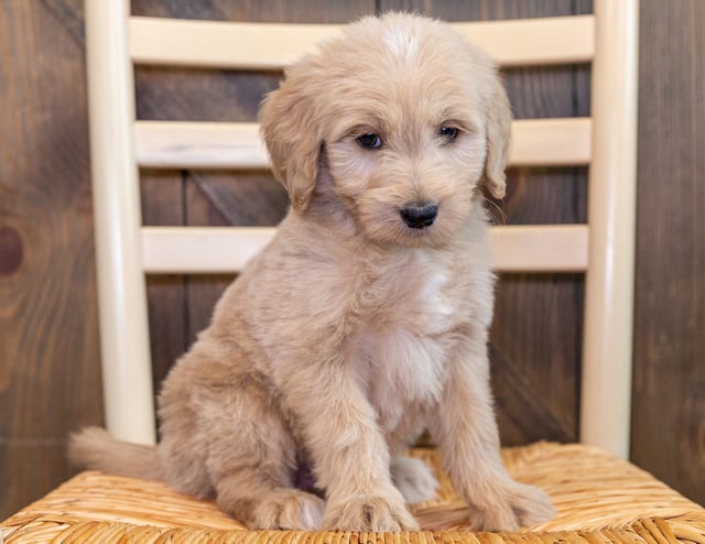 A picture of a Quetin, one of our Standard Goldendoodles puppies that went to their home in Idaho